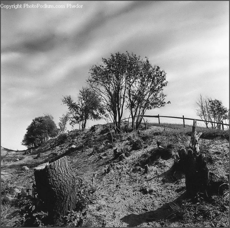 Plant, Tree, Oak, Wood, Outdoors, Countryside, Soil