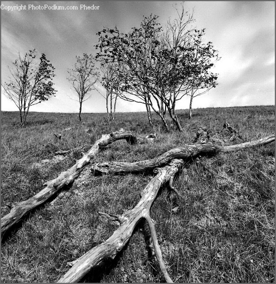 Plant, Tree, Oak, Wood, Countryside, Outdoors, Ground