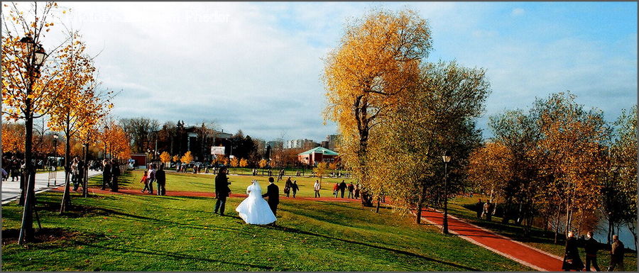 Park, Plant, Tree, Landscape, Nature, Scenery, Fir