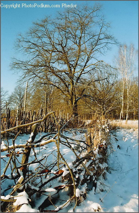 Birch, Tree, Wood, Landscape, Nature, Scenery, Plant
