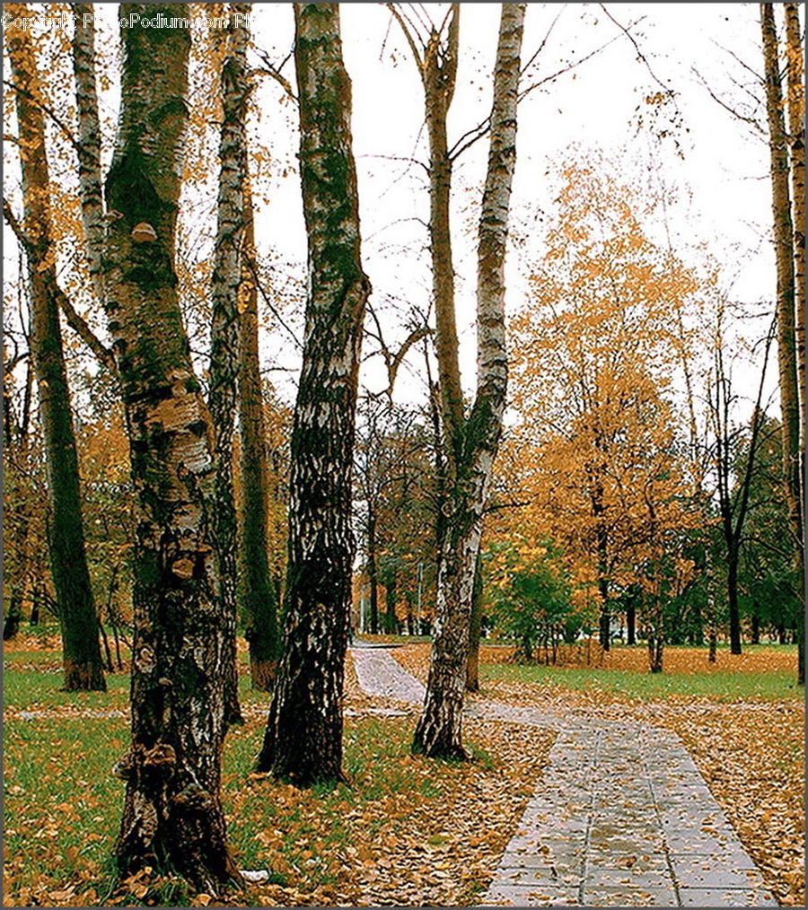 Birch, Tree, Wood, Forest, Vegetation, Park, Plant
