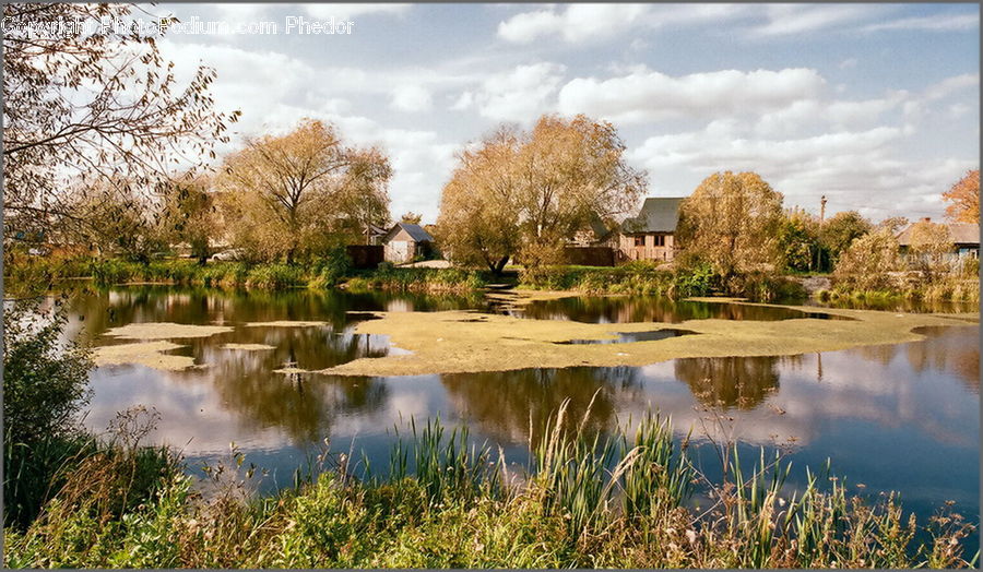 Outdoors, Pond, Water, Blossom, Flora, Flower, Plant