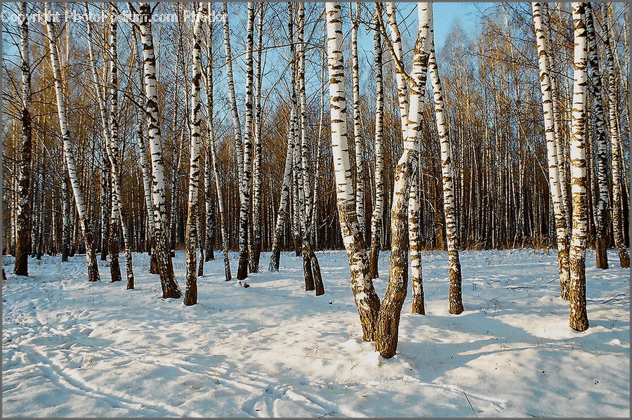 Birch, Tree, Wood, Forest, Vegetation, Grove, Land