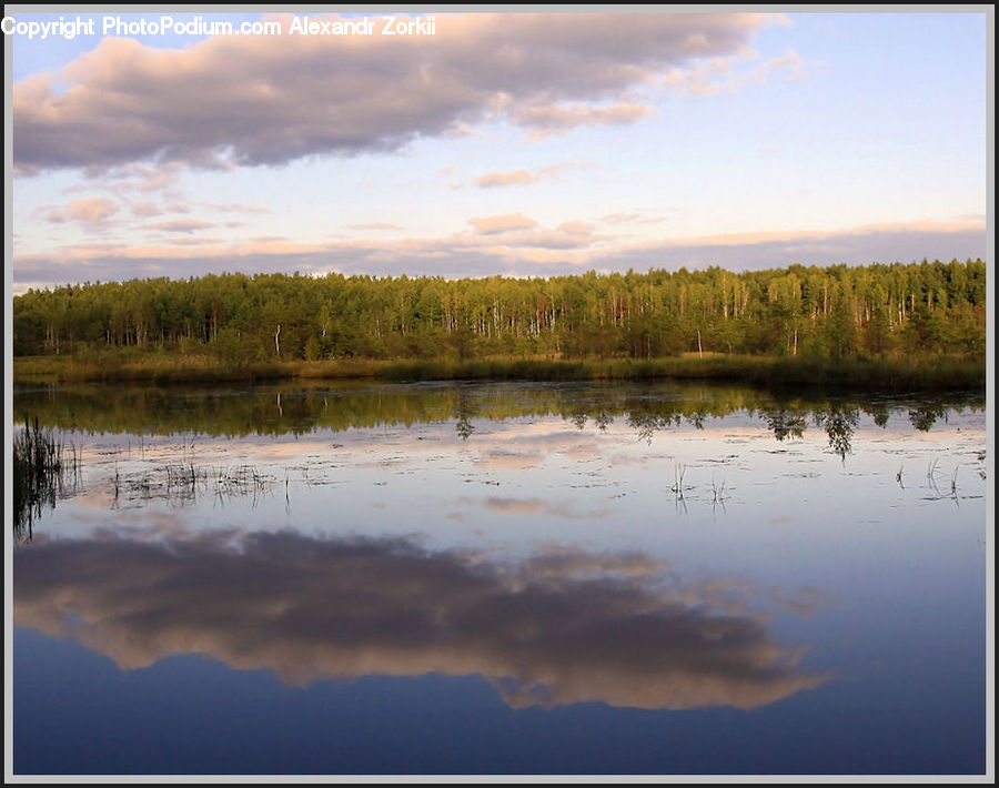 Land, Marsh, Pond, Swamp, Water