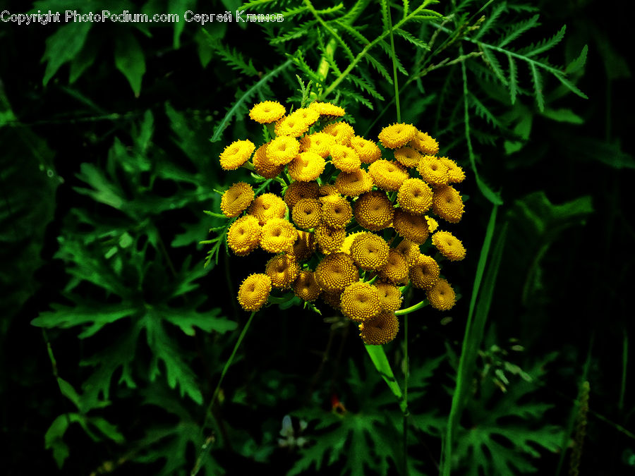Blossom, Flora, Flower, Plant, Asteraceae, Fruit, Grapes