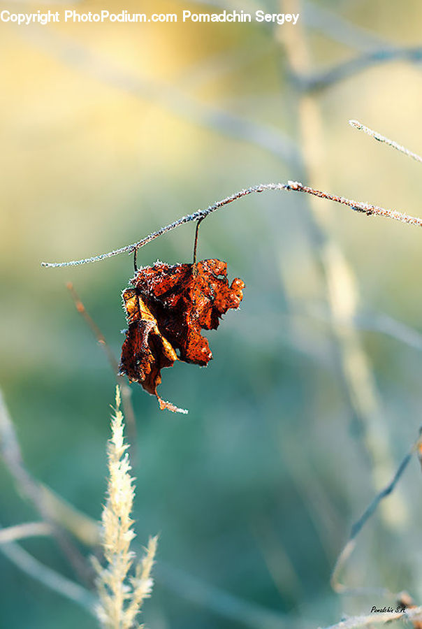 Arachnid, Garden Spider, Insect, Invertebrate, Spider, Maple, Maple Leaf