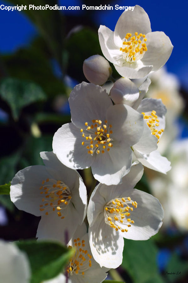 Blossom, Flora, Flower, Plant, Pollen, Crocus, Petal