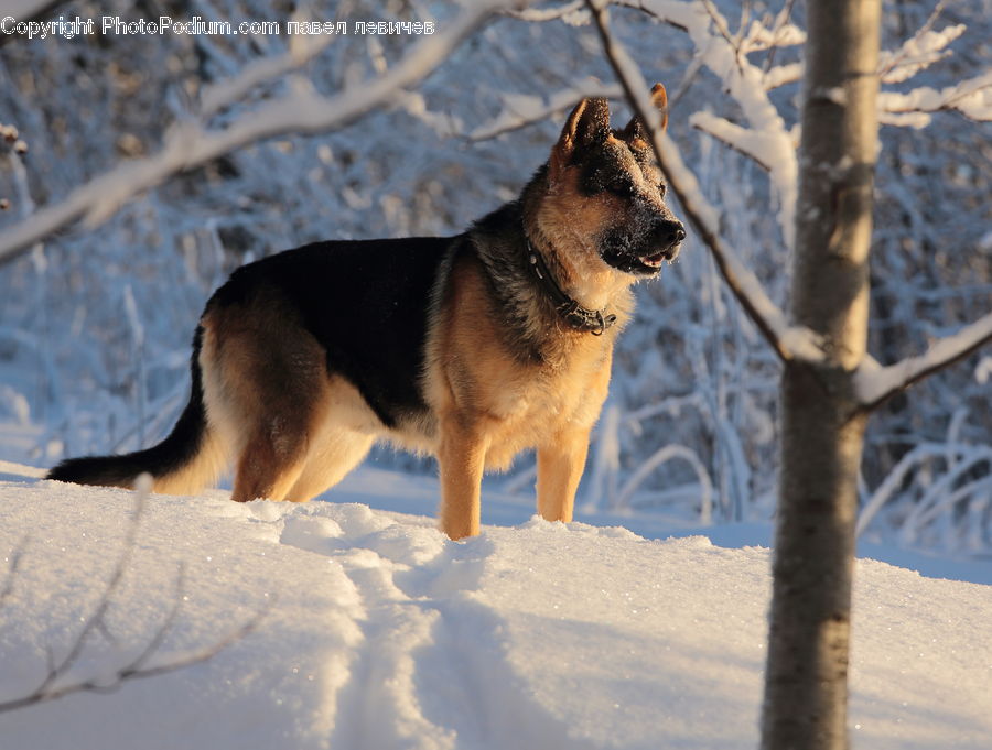 Animal, Canine, Dog, German Shepherd, Mammal, Pet, Beagle