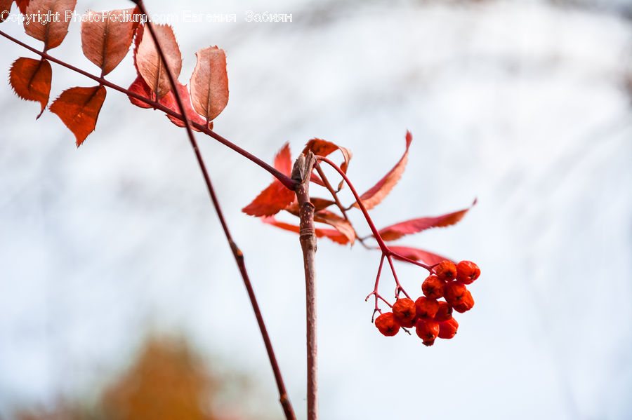 Veins, Blossom, Flora, Flower, Geranium, Plant, Maple