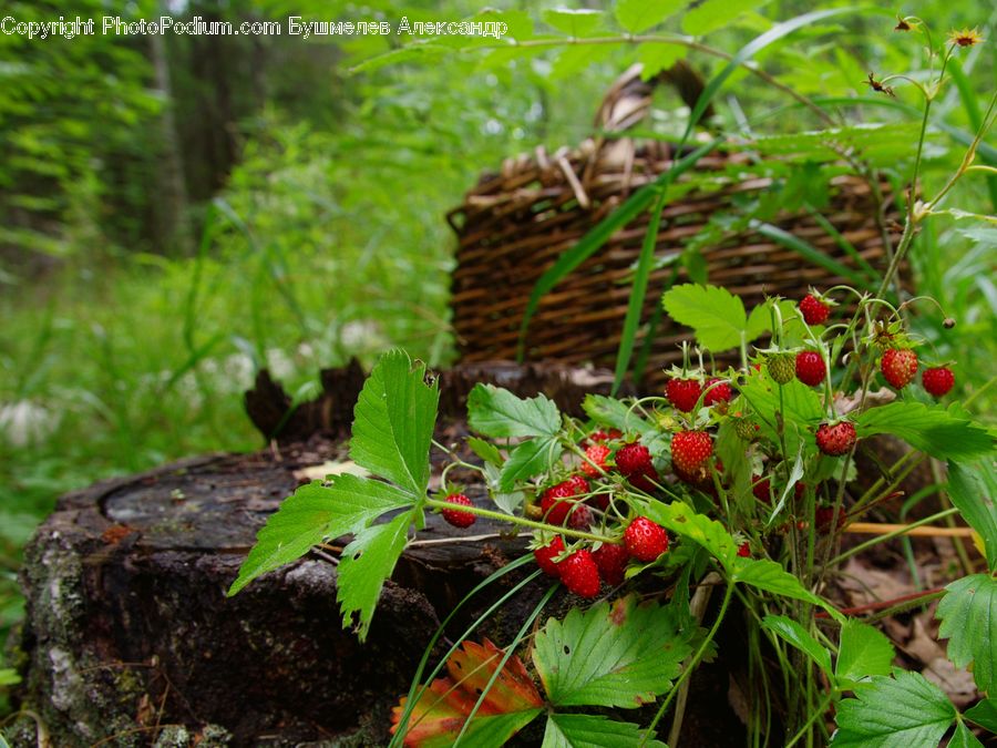 Fruit, Raspberry, Plant, Forest, Jungle, Rainforest, Vegetation