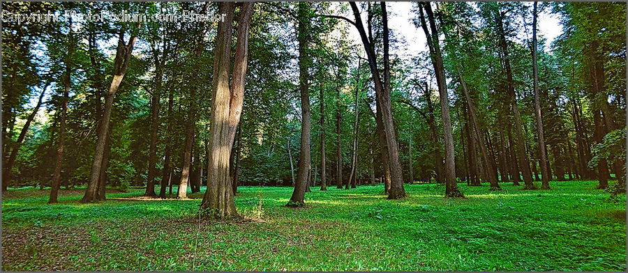 Forest, Vegetation, Grove, Land, Fir, Plant, Tree