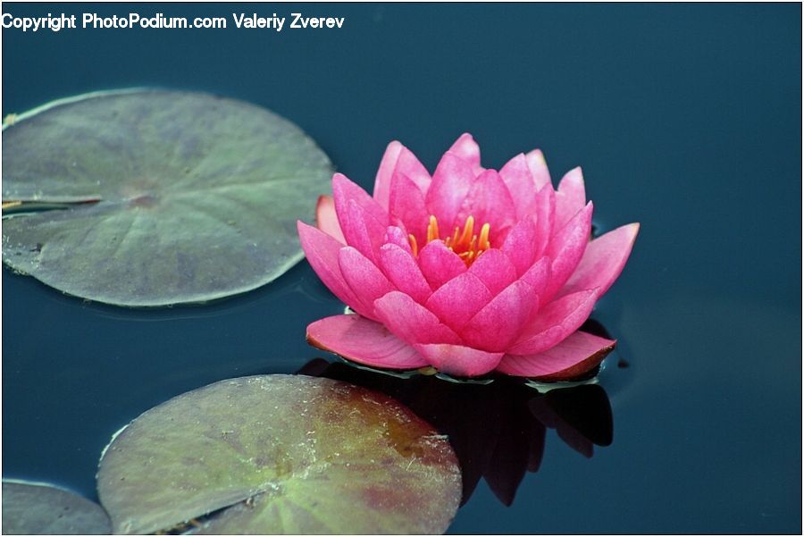 Flower, Lily, Plant, Pond Lily, Blossom, Flora, Petal