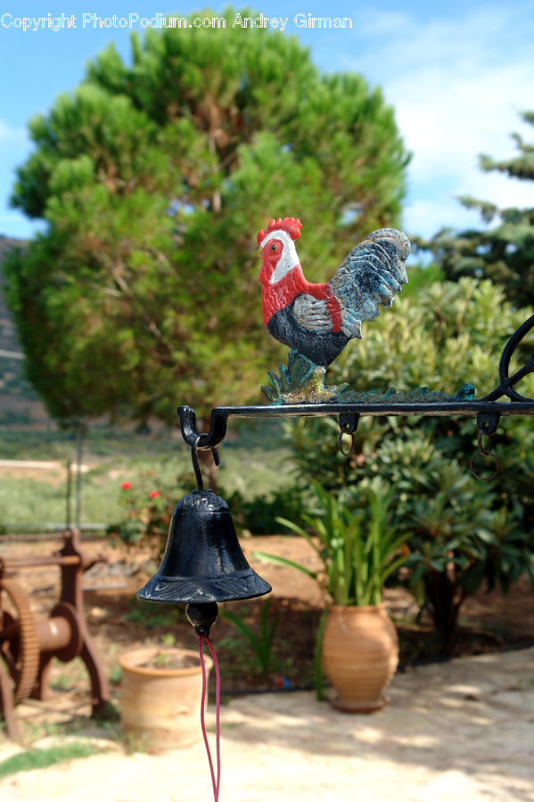Plant, Potted Plant, Pot, Pottery, Bird, Chicken, Cock Bird