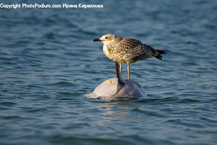 Bird, Seagull, Flipper, Beak, Duck, Teal, Waterfowl
