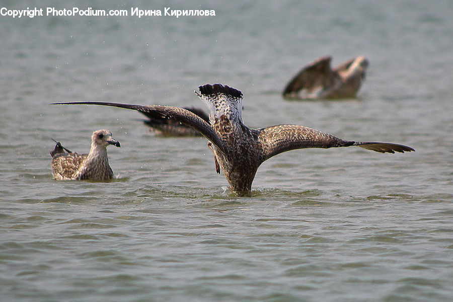 Bird, Booby, Cormorant, Waterfowl, Duck, Teal, Albatross