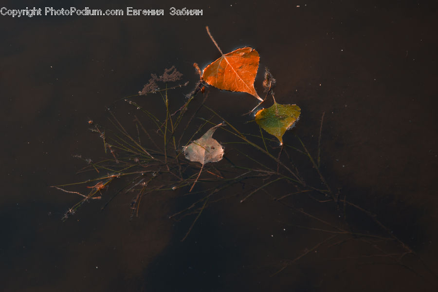 Maple, Maple Leaf, Plant, Butterfly, Insect, Invertebrate, Night
