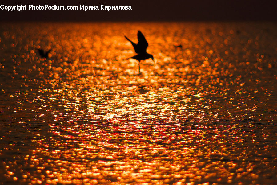 Bird, Crane Bird, Heron, Leisure Activities