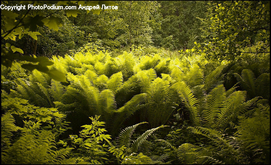 Conifer, Fir, Plant, Tree, Blossom, Flora, Flower