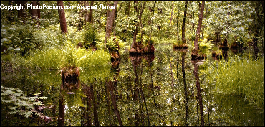 Plant, Potted Plant, Land, Marsh, Outdoors, Swamp, Water