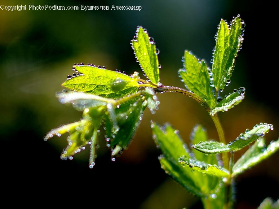 Fern, Plant, Conifer, Fir, Tree, Leaf, Aphid