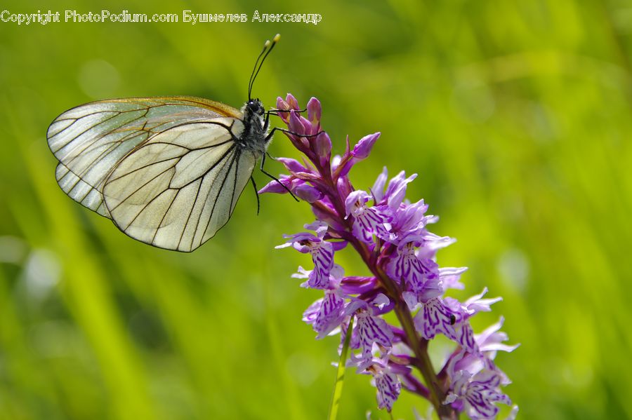 Butterfly, Insect, Invertebrate, Blossom, Flora, Flower, Plant