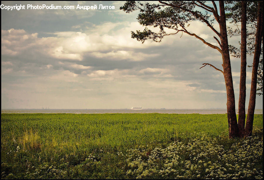 Field, Grass, Grassland, Land, Outdoors, Plant, Tree