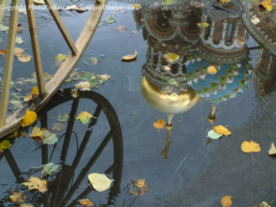 Glass, Goblet, Flower, Lily, Plant, Pond Lily