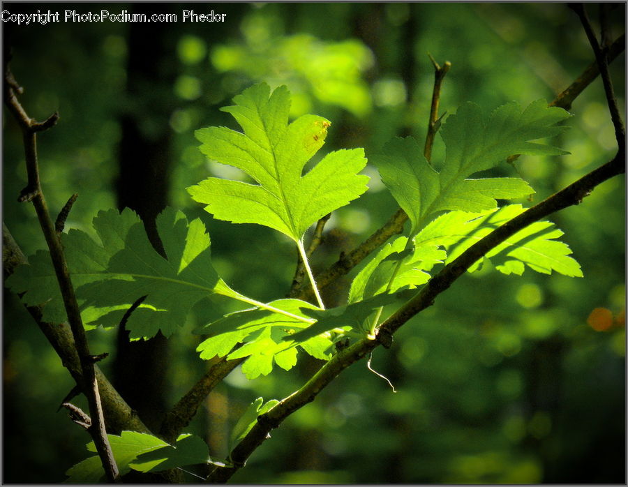 Plant, Blossom, Flora, Flower, Geranium, Conifer, Fir