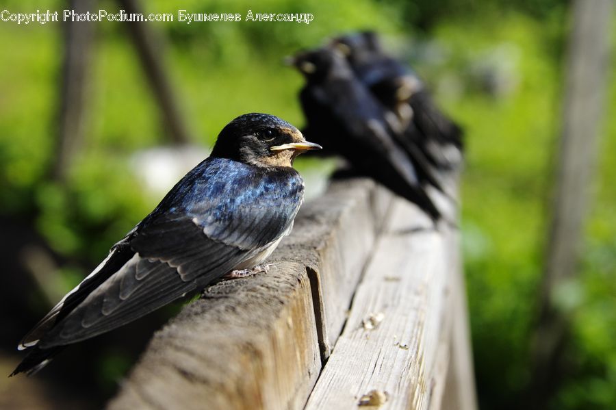 Bird, Swallow, Blackbird, Crow, Sparrow