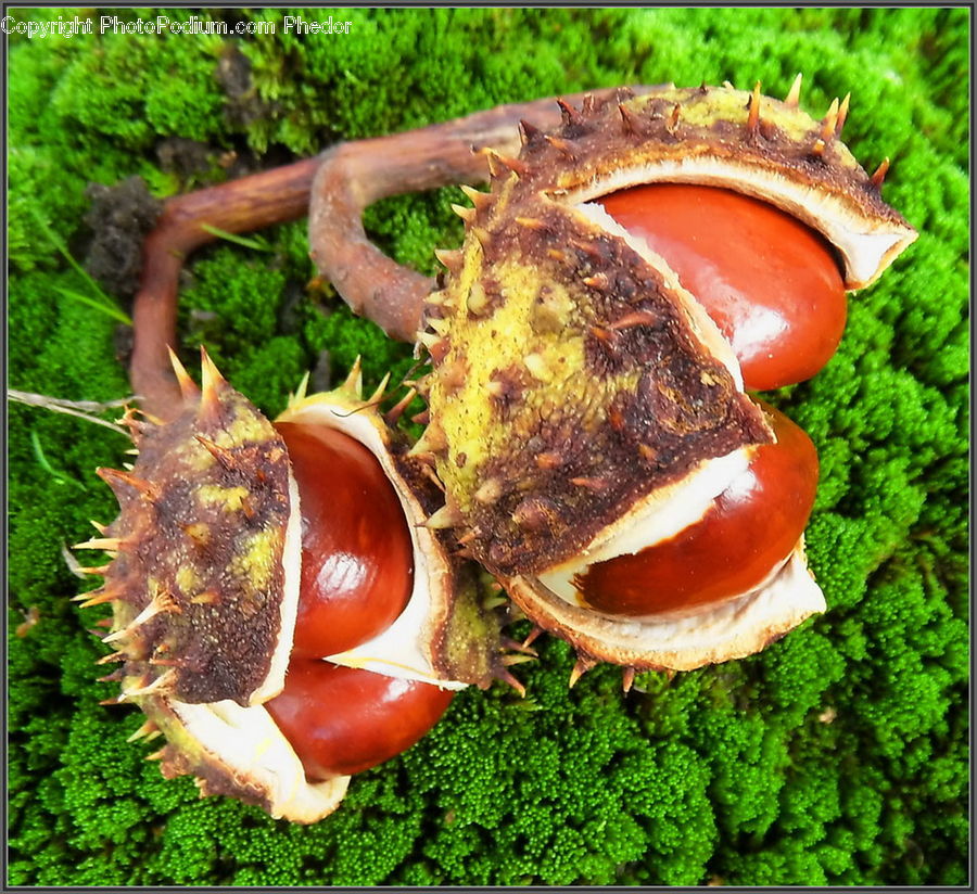 Moss, Plant, Herbs, Parsley, Conifer, Tree, Wood