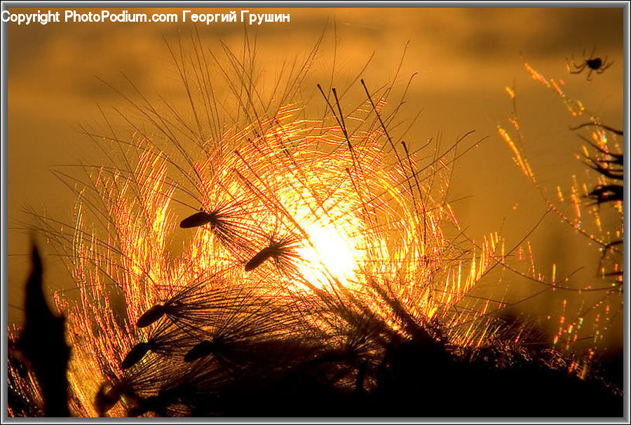 Field, Grass, Grassland, Plant, Reed, Blossom, Flora