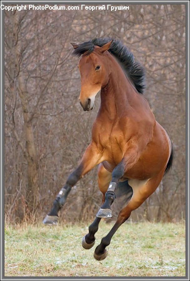 Animal, Colt Horse, Foal, Horse, Mammal