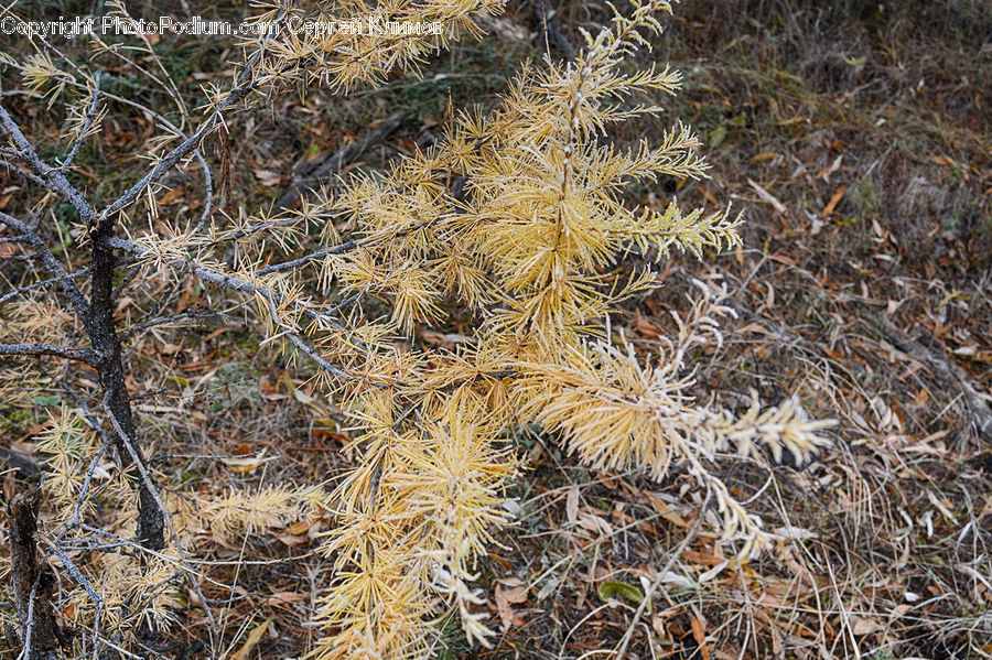 Field, Grass, Grassland, Plant, Conifer, Fir, Tree