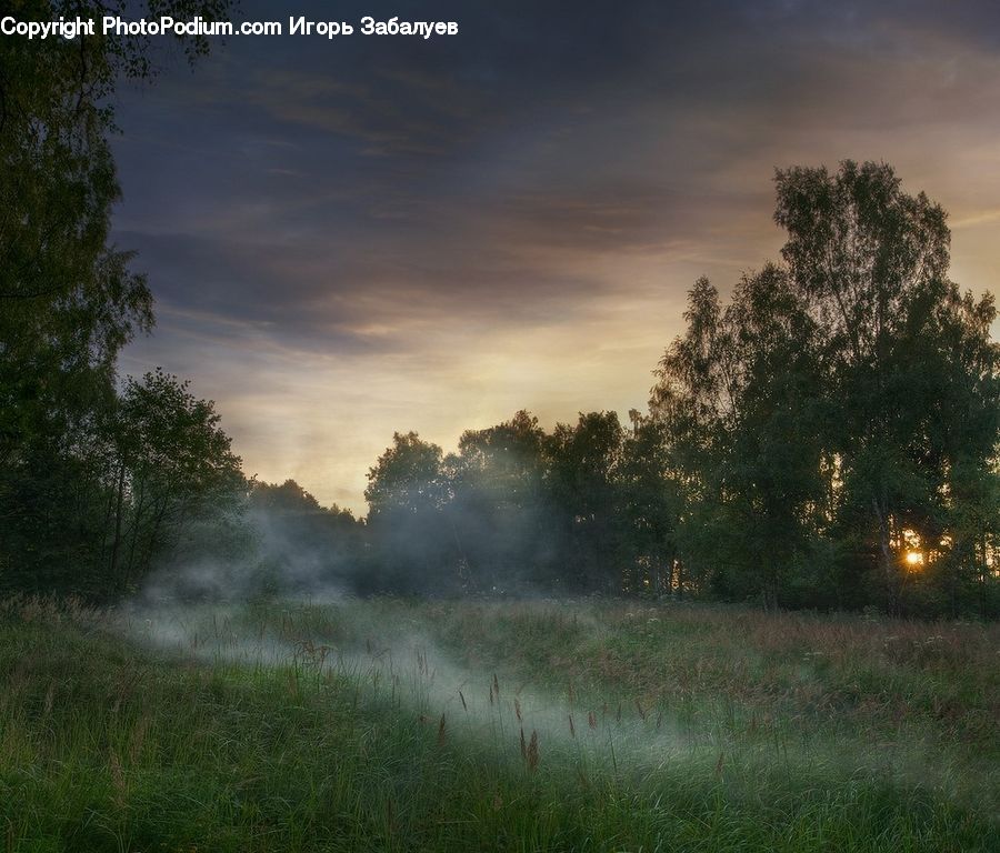 Plant, Tree, Dawn, Dusk, Sky, Sunrise, Sunset