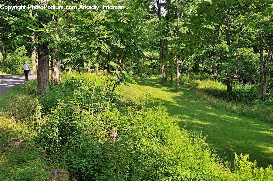 Fern, Plant, Conifer, Fir, Tree, Forest, Jungle