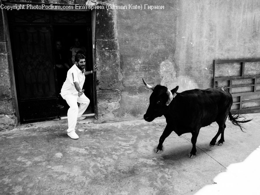 People, Person, Human, Angus, Animal, Bull, Mammal