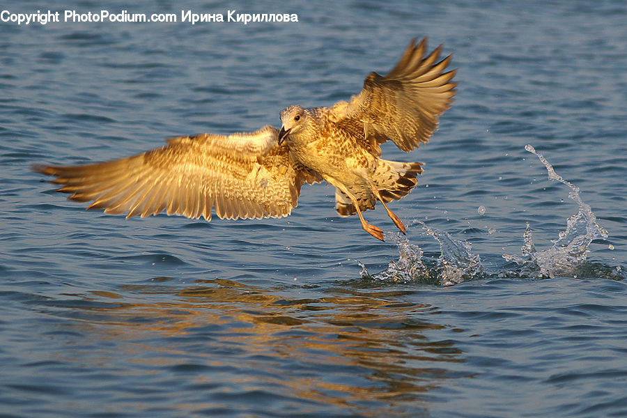 Bird, Buzzard, Harrier, Hawk, Vulture, Beak, Eagle