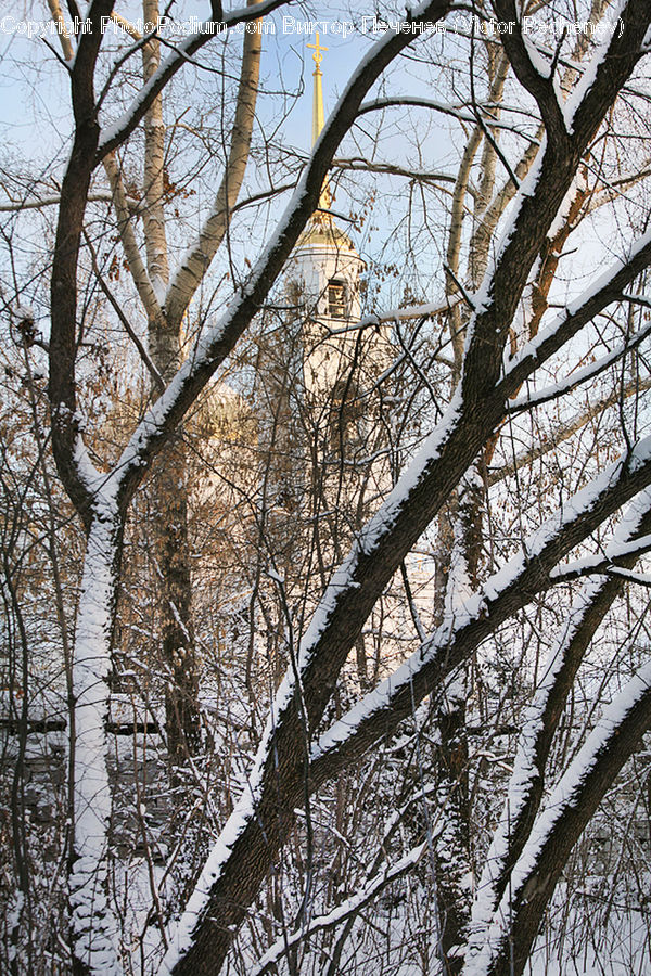 Birch, Tree, Wood, Plant, Frost, Ice, Outdoors