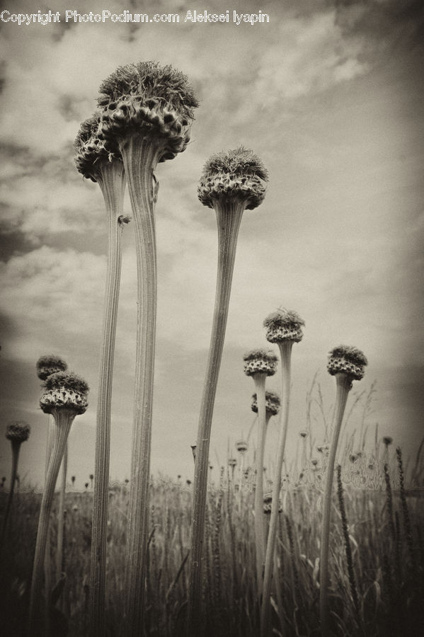 Grass, Plant, Reed, Blossom, Flora, Flower, Grain