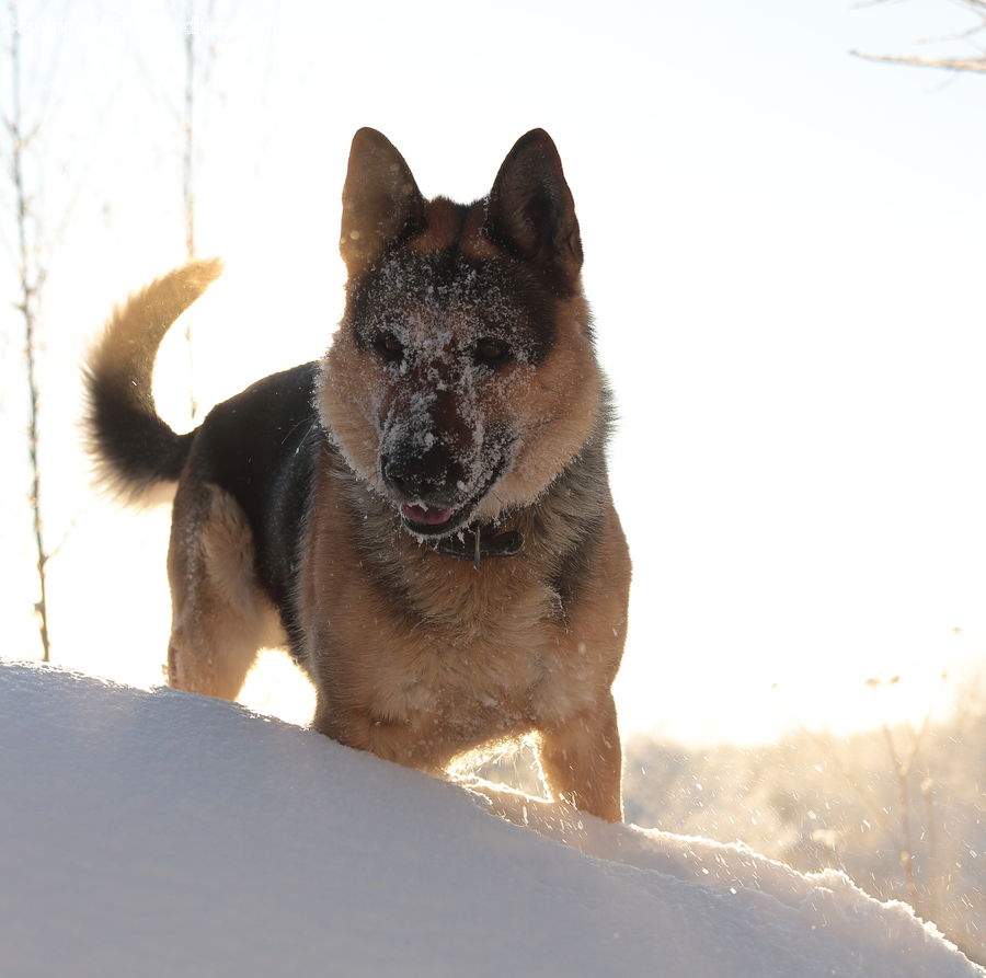Animal, Canine, Dog, German Shepherd, Mammal, Pet, Husky