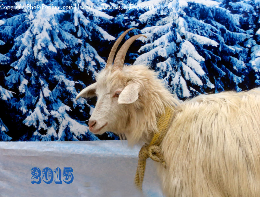 Animal, Goat, Mammal, Mountain Goat, Bull, Yak, Arctic