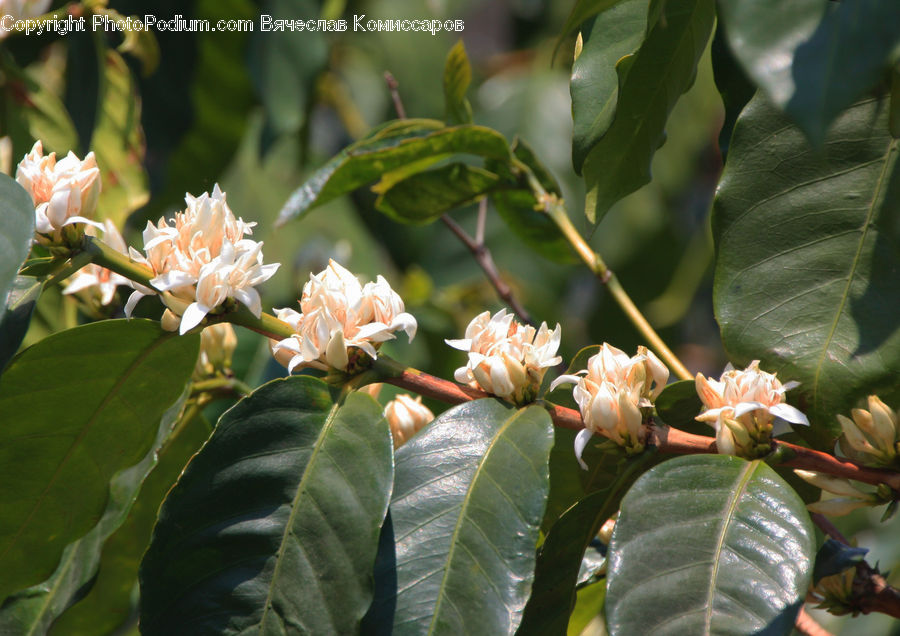 Blossom, Flora, Flower, Plant, Leaf, Acanthaceae, Annonaceae