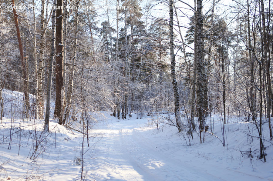 Forest, Vegetation, Birch, Tree, Wood, Grove, Land