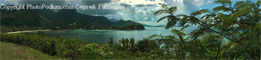 Coast, Outdoors, Sea, Water, Bush, Plant, Vegetation