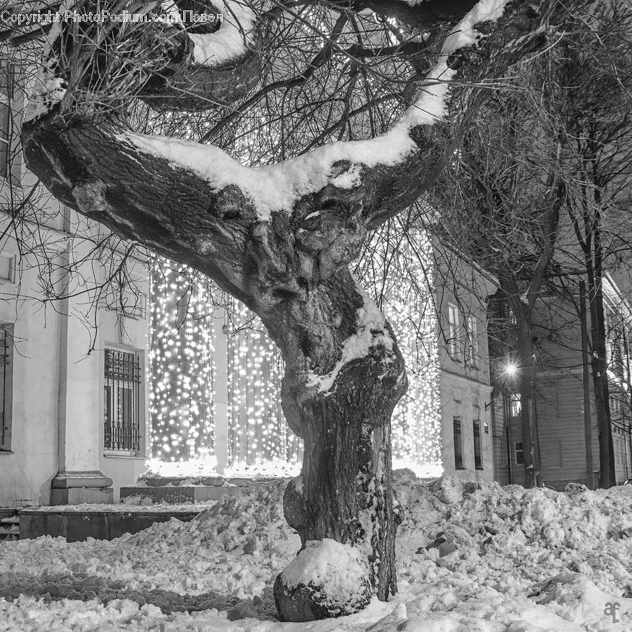 Oak, Tree, Wood, Plant, Ice, Outdoors, Snow