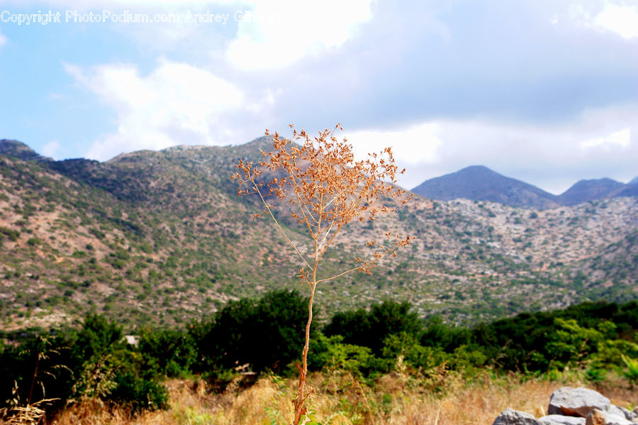 Soil, Bush, Plant, Vegetation, Crest, Mountain, Outdoors