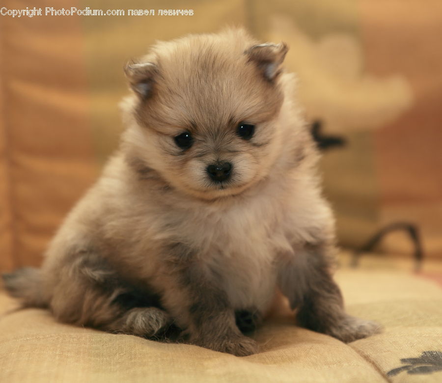 Animal, Canine, Dog, Mammal, Pet, Puppy, Cat