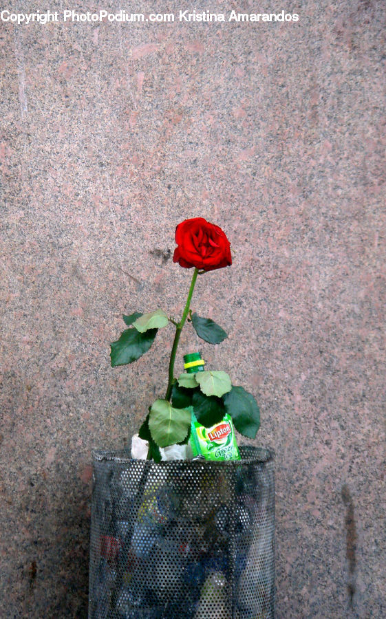 Blossom, Flower, Plant, Rose, Carnation, Flora, Geranium