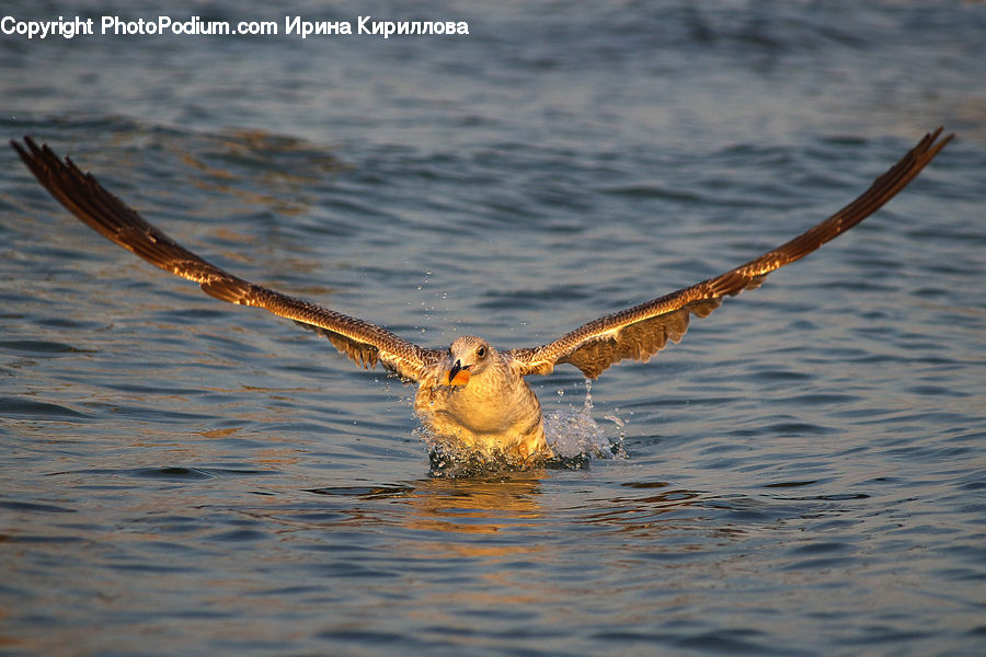 Water, Bird, Waterfowl, Leisure Activities, Beak