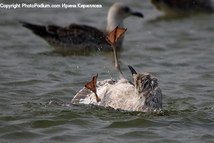 Bird, Waterfowl, Goose, Pelican, Beak, Booby, Duck
